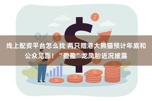 线上配资平台怎么找 两只赠港大熊猫预计年底和公众见面！“盈盈”龙凤胎近况披露